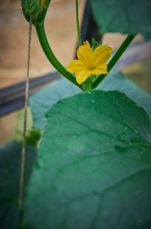 Growing organic cucumber in glasshouseの写真素材