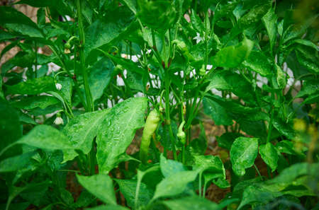 Green and fresh pepper plant