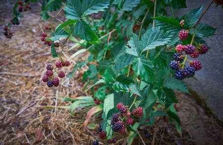 Fresh and organic dewberry, blackberry