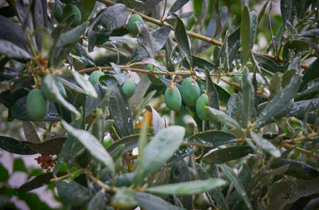 Organic olive tree with green fruitsの写真素材