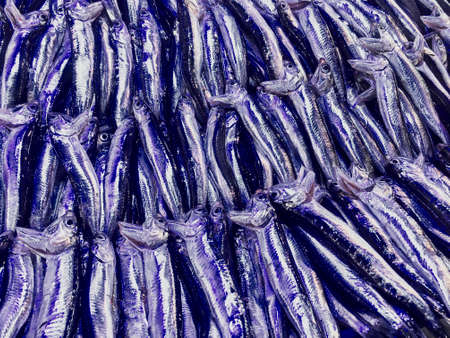 Anchovy fish - Turkish hamsi in fish marketの写真素材