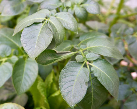 Near plan photo of potato leafの写真素材