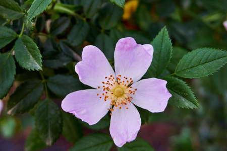 Beautiful wild roses in nature