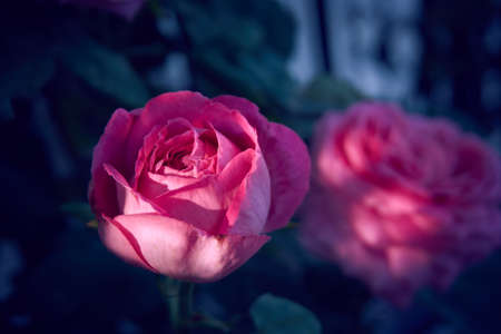 Beautiful red roses in near plan