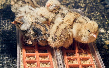 Sweet quail chicks next to each otherの写真素材