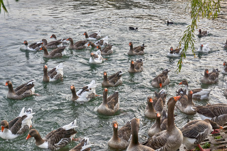 Flock of swimming geese in near plan