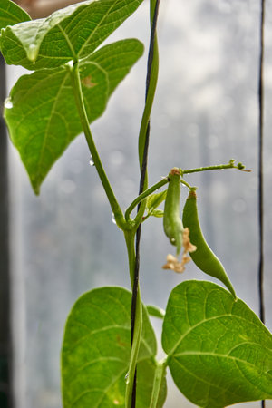Green bean plant in near planの写真素材