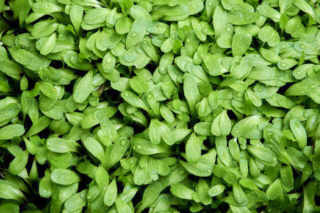 Green plants in near planの写真素材