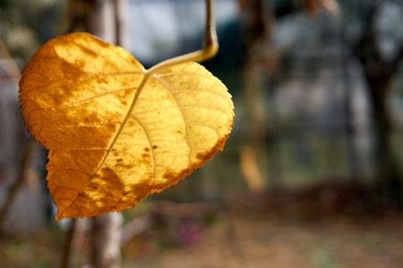 Beautiful and colorful background from autumn leavesの写真素材
