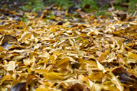 Beautiful and colorful background from autumn leaves