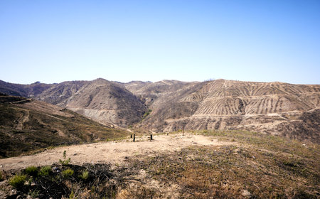 Environmental damage after forest fire