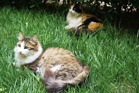 Beautiful cats in near plan