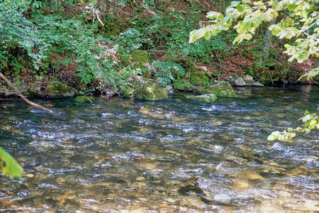 River flowing through the forest