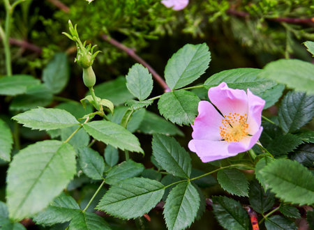 Beautiful wild roses in natureの写真素材