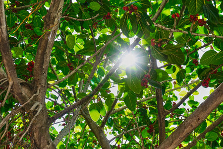 Wonderful  sunbeams through the green leaves