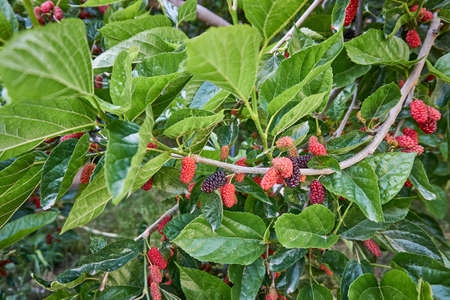 Fresh and organic mulberry fruits