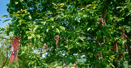 Bulgarian martenitza hanging on tree