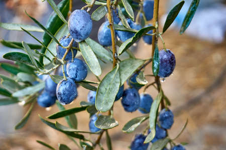 Olive branch with olivesの写真素材