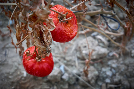 The concept of global warming and strong heatの写真素材