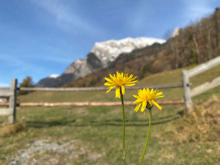 Spring flowers in the meadow