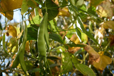 Fresh and organic green beansの写真素材