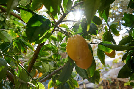 Fresh and organic lemons with green  leaves
