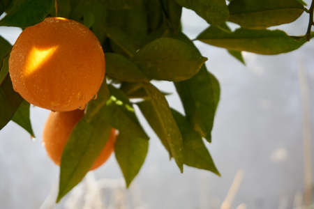 Fresh and organic oranges and leavesの写真素材