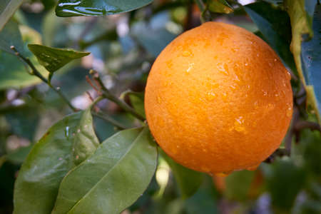 Fresh and organic oranges and leavesの写真素材