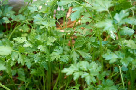 Fresh and organic parsley in near plan