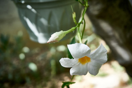 Beautiful flowers in the garden