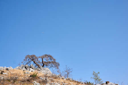 Landscape with tree over rocksの写真素材