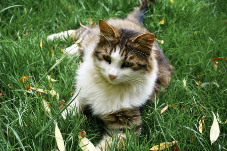 Beautiful cat in near planの写真素材