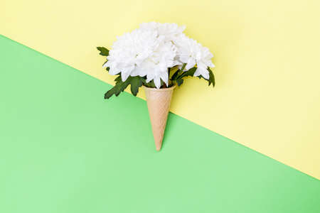 Chrysanthemum in a waffle cone on the background of the two colors yellow and green. Texture of...