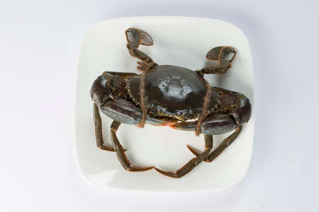 Live mud crab, arranged on a white ceramic vessel  with white textured background,top view.