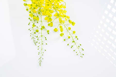 Yellow flowers of Golden shower or cassia fistula which is commonly known in kerala as Kani konna,...
