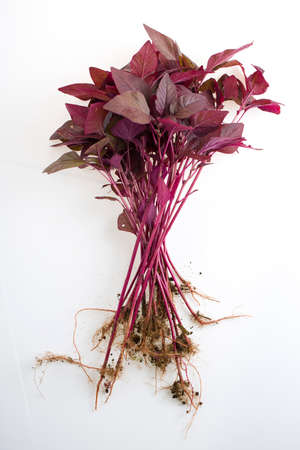 Red Spinach or Red Amaranth,  a bunch of farm fresh amaranthus arranged on a white clolour...