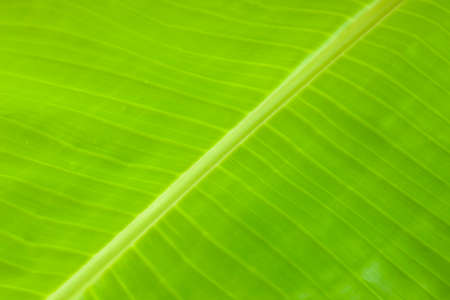 Banana leaf,fresh green banana leaf textured background which is mostly used in south india for feast  as plates and making snacks items ,isolated.の写真素材