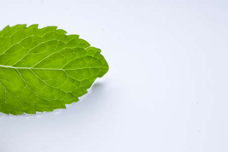 Mint or pepper mint, fresh green mint leaf  placed on a white textured background, isolated.の写真素材