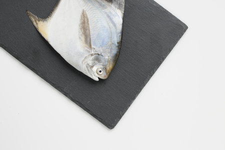 Raw White Pomfrot, arranged on a rectangle shape graphite sheet with white colour backgroundの写真素材