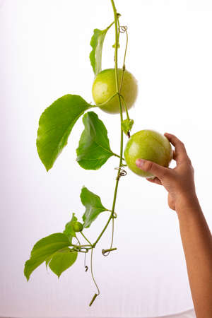 A kid hand ,plucking Green Passion fruit from vine with white textured background,isolated.の写真素材
