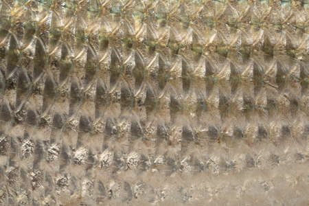 Fresh water fish-Rohu or Rui , isolated on white textured backgroundの写真素材