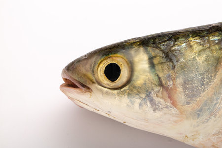 Fresh water fish-Rohu or Rui , isolated on white textured backgroundの写真素材