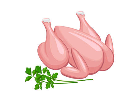 Vector illustration of raw whole chicken arranged with parsley leaf ,isolatedのイラスト素材