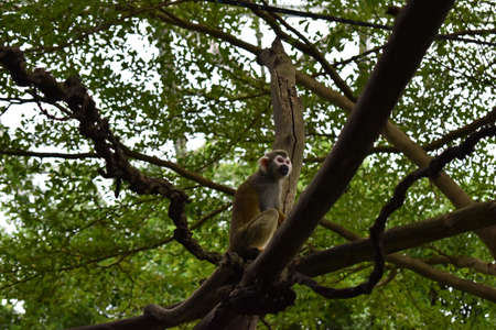 Common Squirrel Monkey standing on a tree branch.