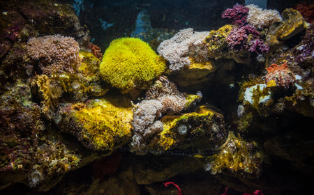 Underwater scene, Vibrant tropical coral reef.
