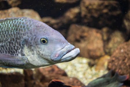 Sliver color fish inside an aquarium