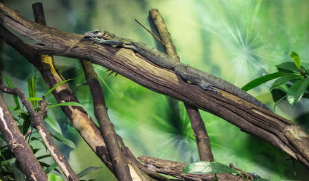 The peach-throated monitor (Varanus jobiensis) is a species of monitor lizard native to New Guinea.