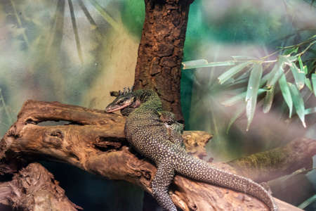 The peach-throated monitor (Varanus jobiensis) is a species of monitor lizard native to New Guinea.