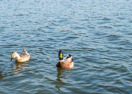 Dabbling mallard ducks swimming .の写真素材
