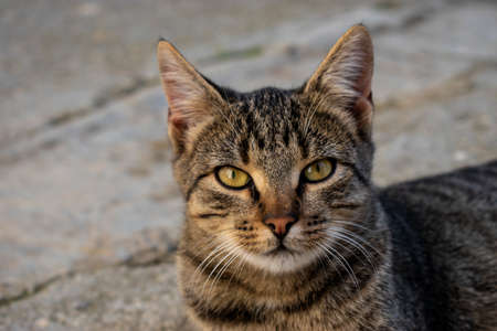 Cat looking angry at the photographer.